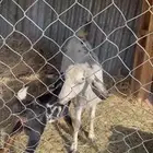 عنز جنوبيه عليها تيس عمر شهر ونصف