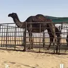 غرب ابو حدريه