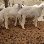 ذبايح حري ذبيحه حريات