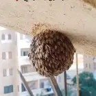 طرد  النحل من البيوت من البيوت