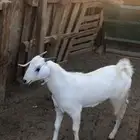تيوس بيشيه مخاصي