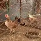 دجاجه مفرخه وديك