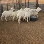 بهم