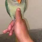 درة نيبالي