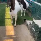 هجين بورقت دفيع