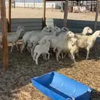 غنم مقاني دفيع ومواليد مشروطه الصحه