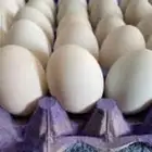 بيض بط بكيني وبيض دجاج احواش الغنم السوق الجنوبي