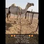 ضروبه طيبه