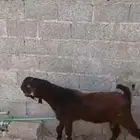 تيس شامي