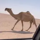 لقحه حمرا ملاقي