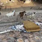 مغزى مثاني