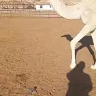 لقحة جذعة وضحي باتلية