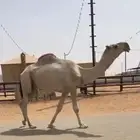 قعود ثني ولد الاحمر بعير ابوعجاريد