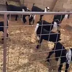 معزاء فاخره