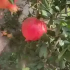 شتلات مثمرة وعطريات