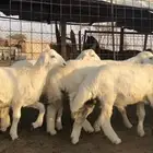 طليان العدد 11 الاعمار ثلاثه شهور