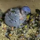 فرخ لوري رينبو