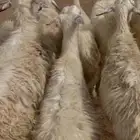 ضان صفر دفيع مراح