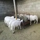 ذبايح ويوجد ذبح وتوصيل