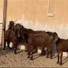 معزا قبرصيات دفيع ( تم البيع )