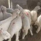 طليان حريه نضيفه للمناسبات وللحفلات