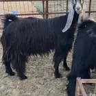 عنز عارضيه صافه