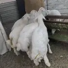 طليان صنف للبيع