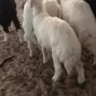خرفان طيبه فاخره