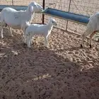 رخل حريه