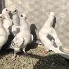 حمام كش للبيع