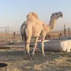 بعير