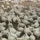 دجاج لاحم