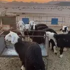 طليان ورخال ذبايح طيبه ومقفله شحم الحناكيه
