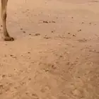 للبيع عقم مخيم في برمه