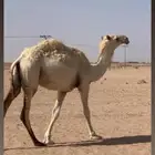 بكره حقه طيبه