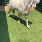 فحل مشروك جرم طيب