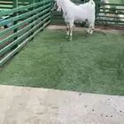 فحل مشروك جذع