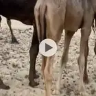 قعدان مجاهيم