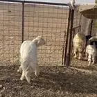 للبيع خروف حري فاخر