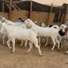 حفرات نقاني صنف طيبه