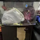 free fish tank