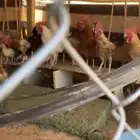 دجاج
