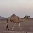 للبيع ضروبه حمرا كفو