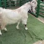 فحل جذع مفرق