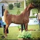 مطلوب افراس او مهرات واهو للبيع