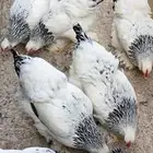 عرض فاخر طقم كولمبي كونك منتج