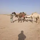 لقحات للبيع