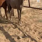 مهر شعبي العمر 10 شهور