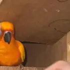 ببغاء صن كنيور