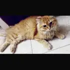 قط للتبني
